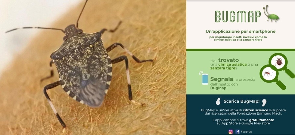 Bugmap un’app per segnalare la presenza della temibile cimice asiatica